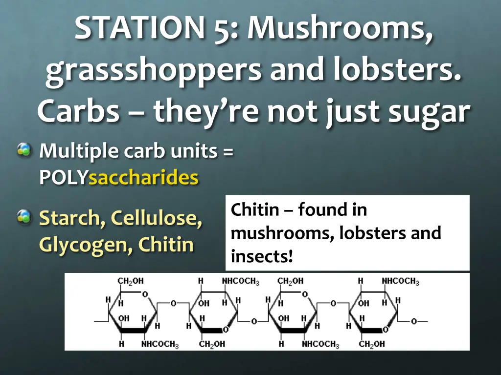 station 5 mushrooms grassshoppers and lobsters