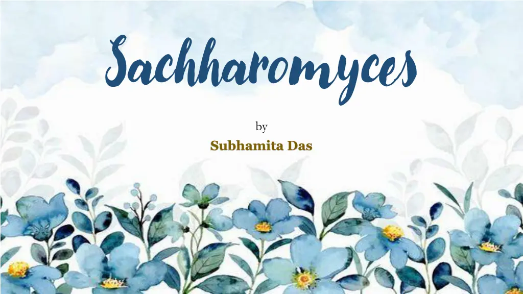 sachharomyces