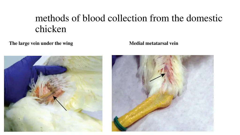 methods of blood collection from the domestic