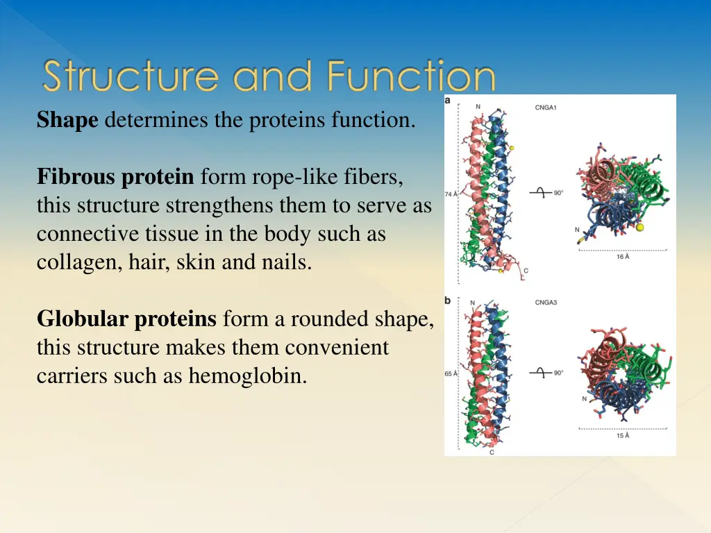 structure and function shape determines