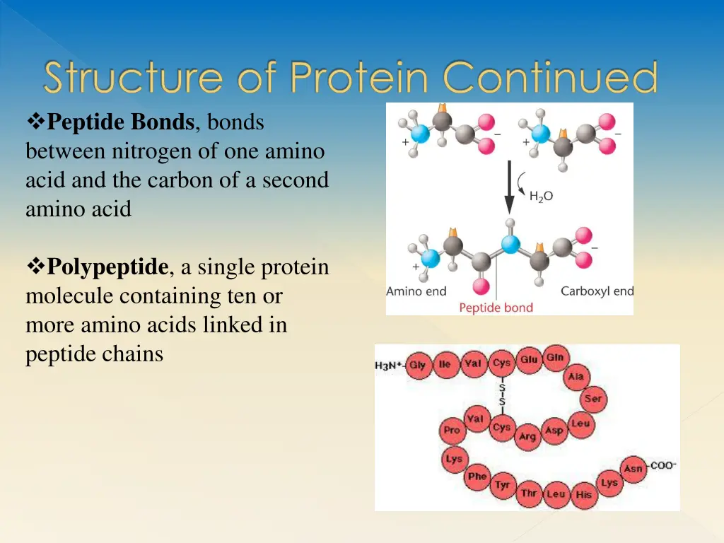structure of protein continued peptide bonds