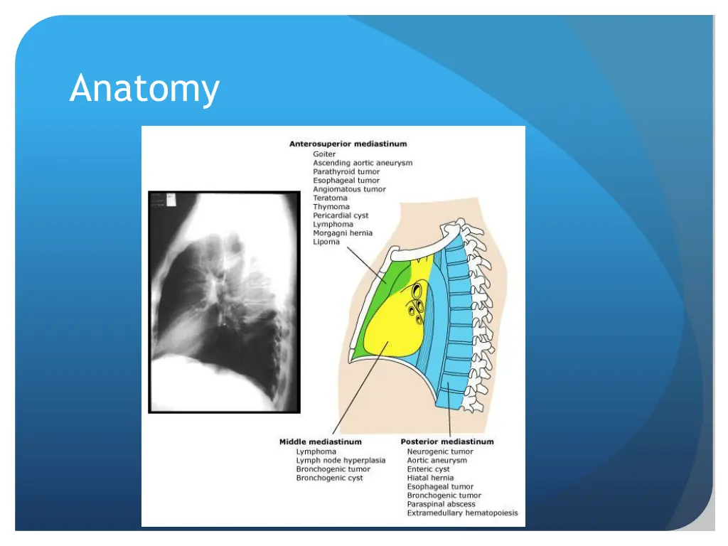 anatomy 1