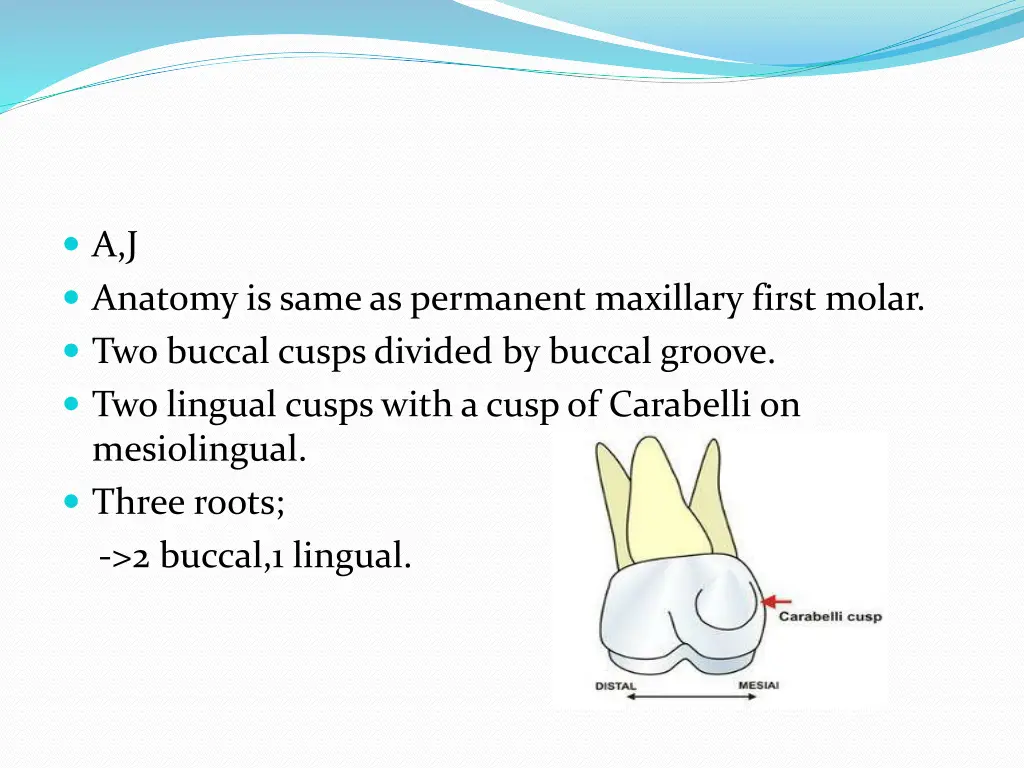 a j anatomy is same as permanent maxillary first