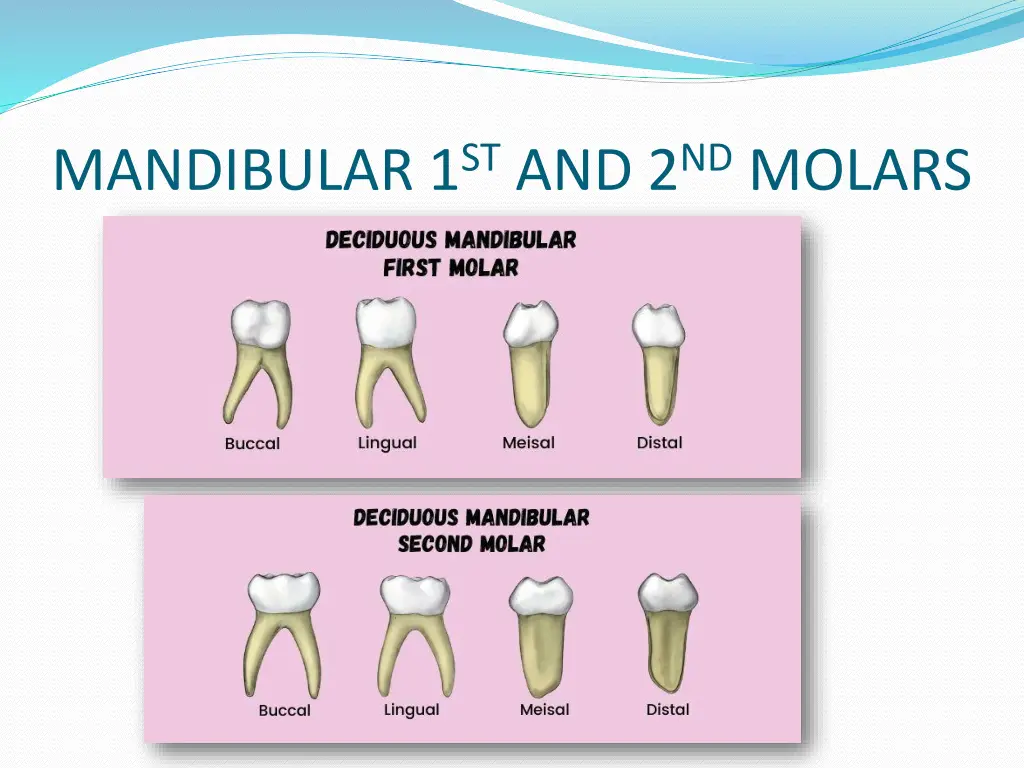 mandibular 1 st and 2 nd molars