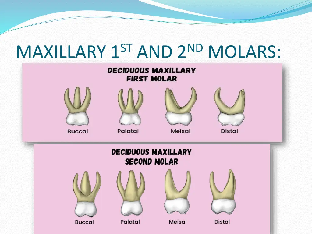 maxillary 1 st and 2 nd molars