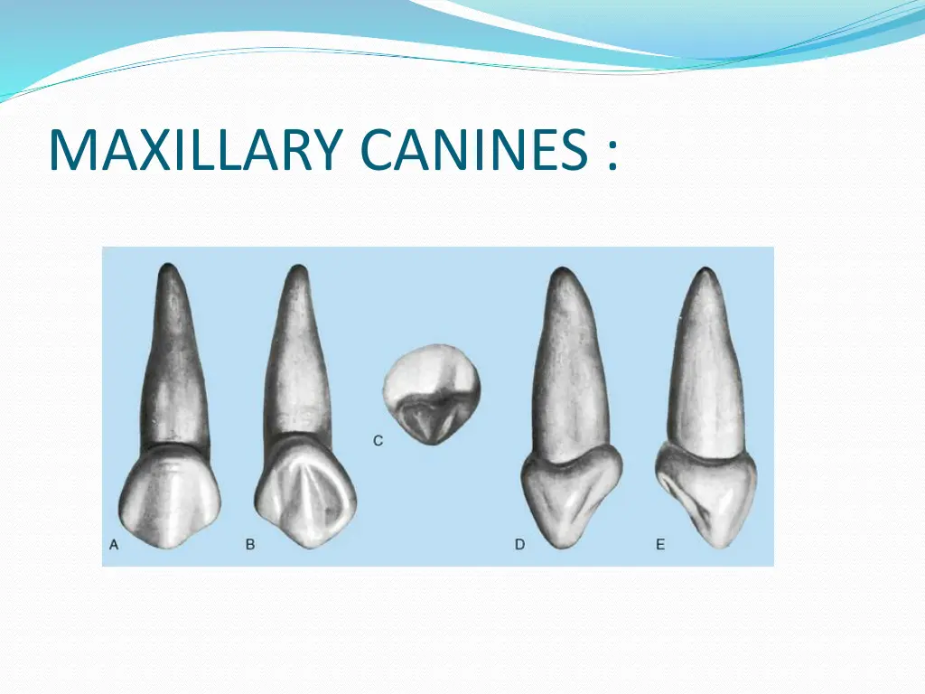 maxillary canines