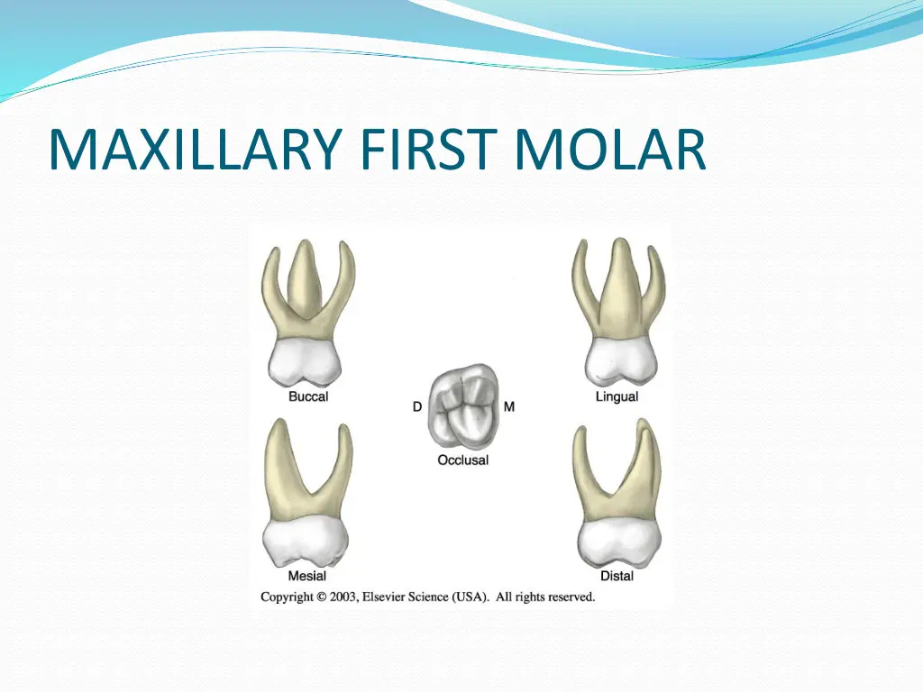 maxillary first molar