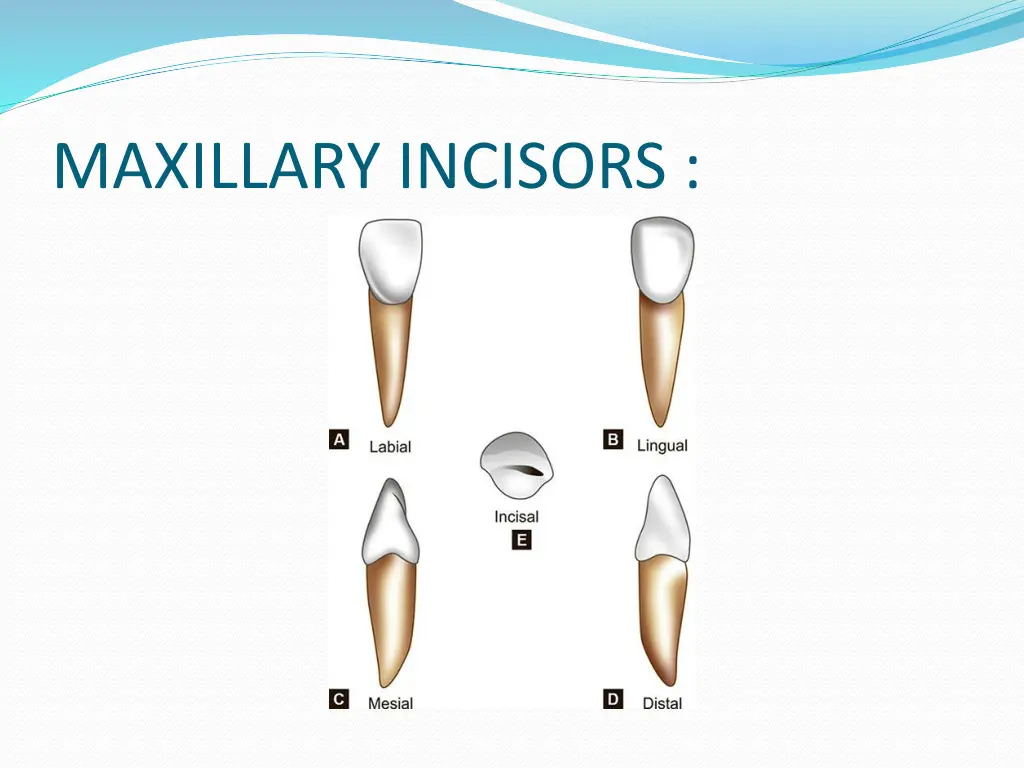 maxillary incisors