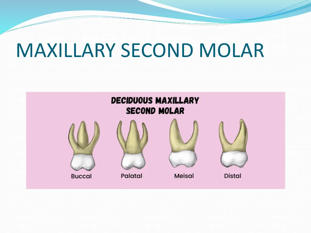 maxillary second molar