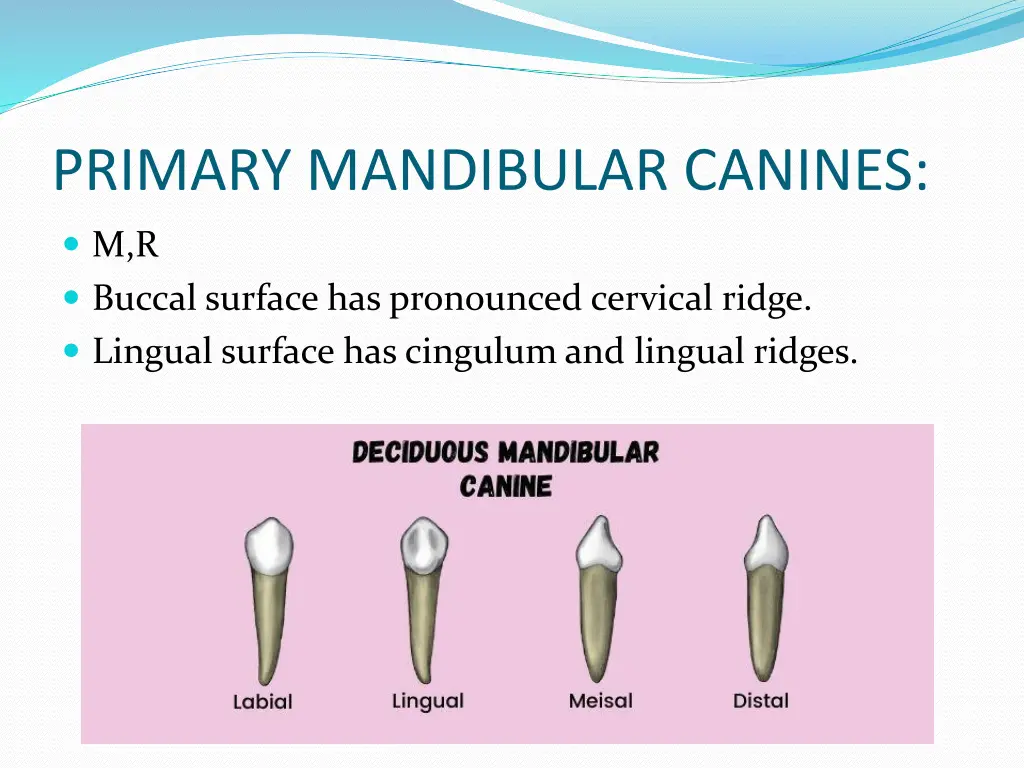 primary mandibular canines
