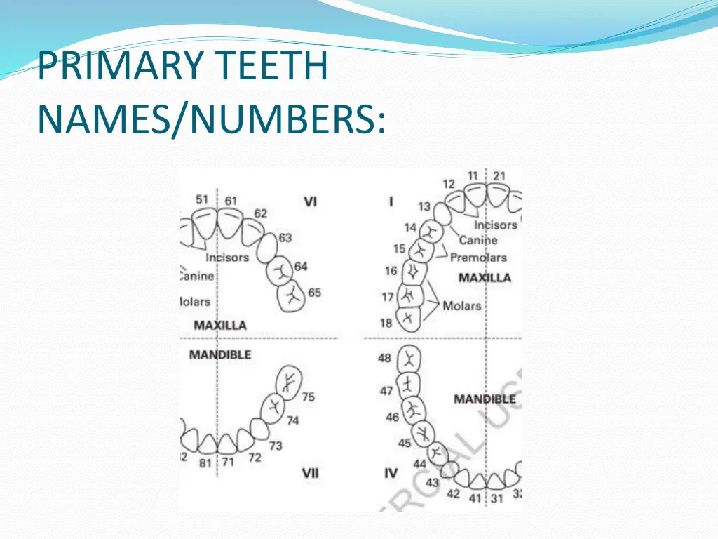 primary teeth names numbers 1