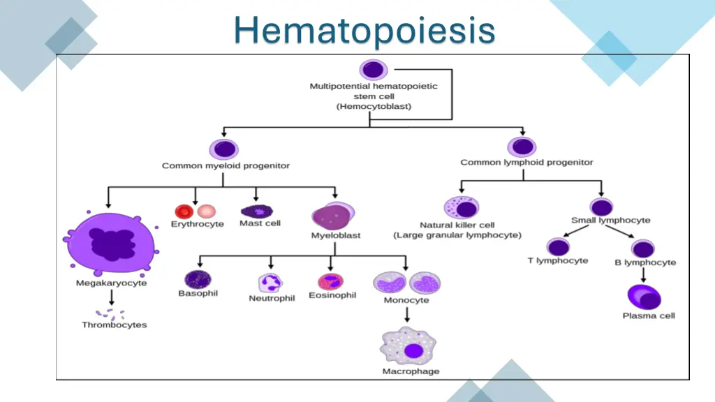 hematopoiesis