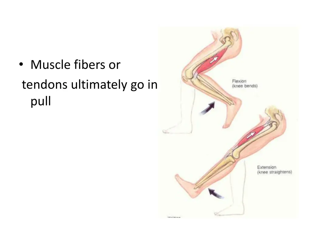 muscle fibers or tendons ultimately