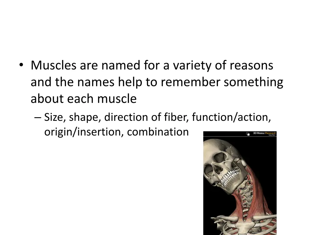muscles are named for a variety of reasons