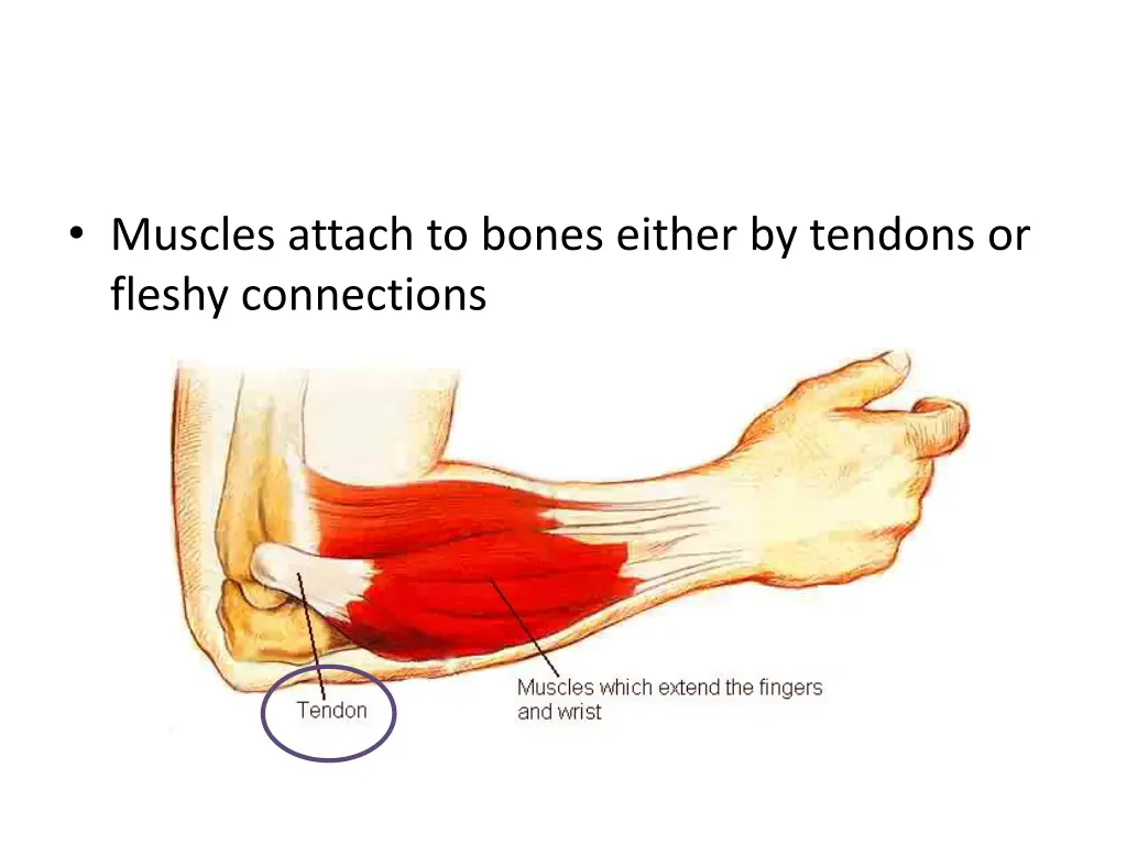 muscles attach to bones either by tendons