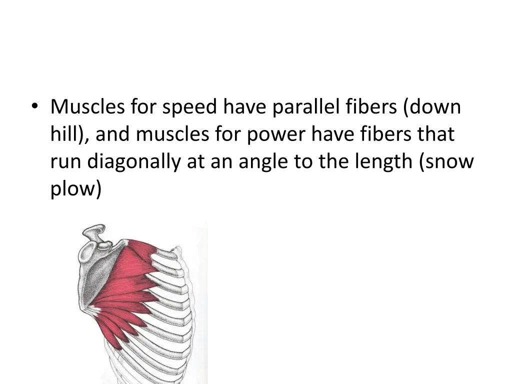 muscles for speed have parallel fibers down hill