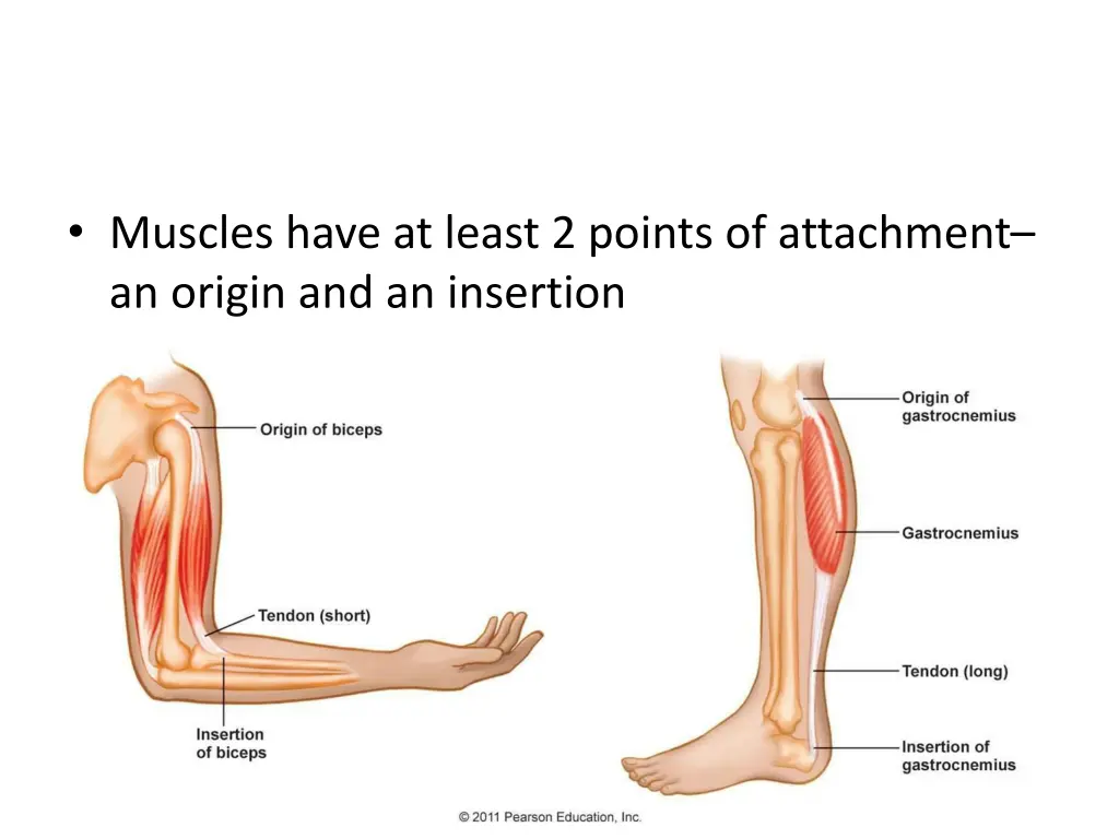 muscles have at least 2 points of attachment