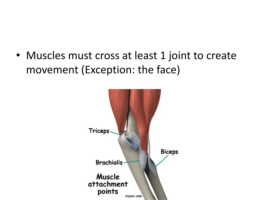 muscles must cross at least 1 joint to create