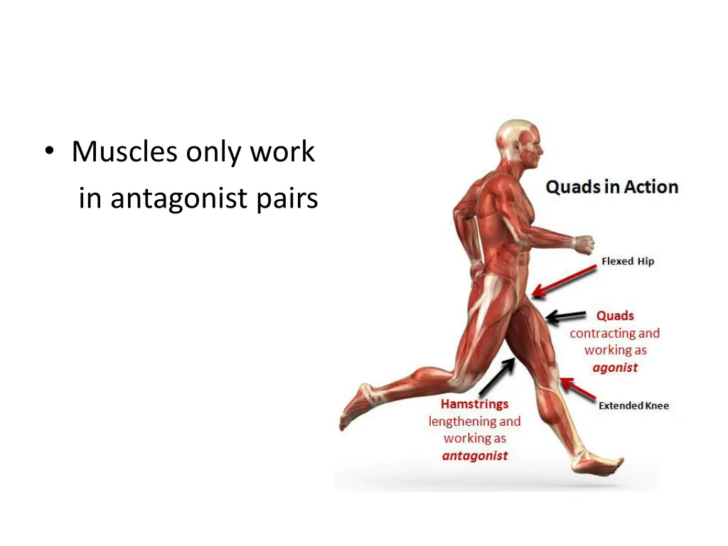 muscles only work in antagonist pairs