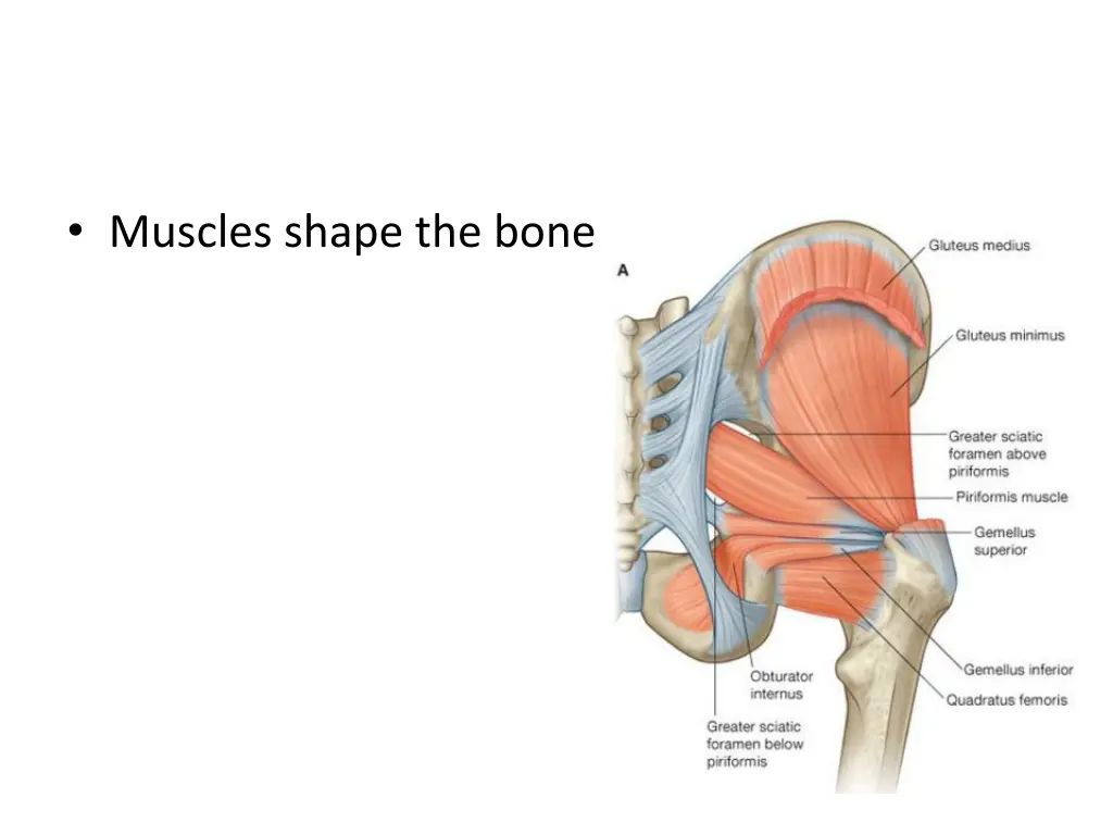 muscles shape the bones