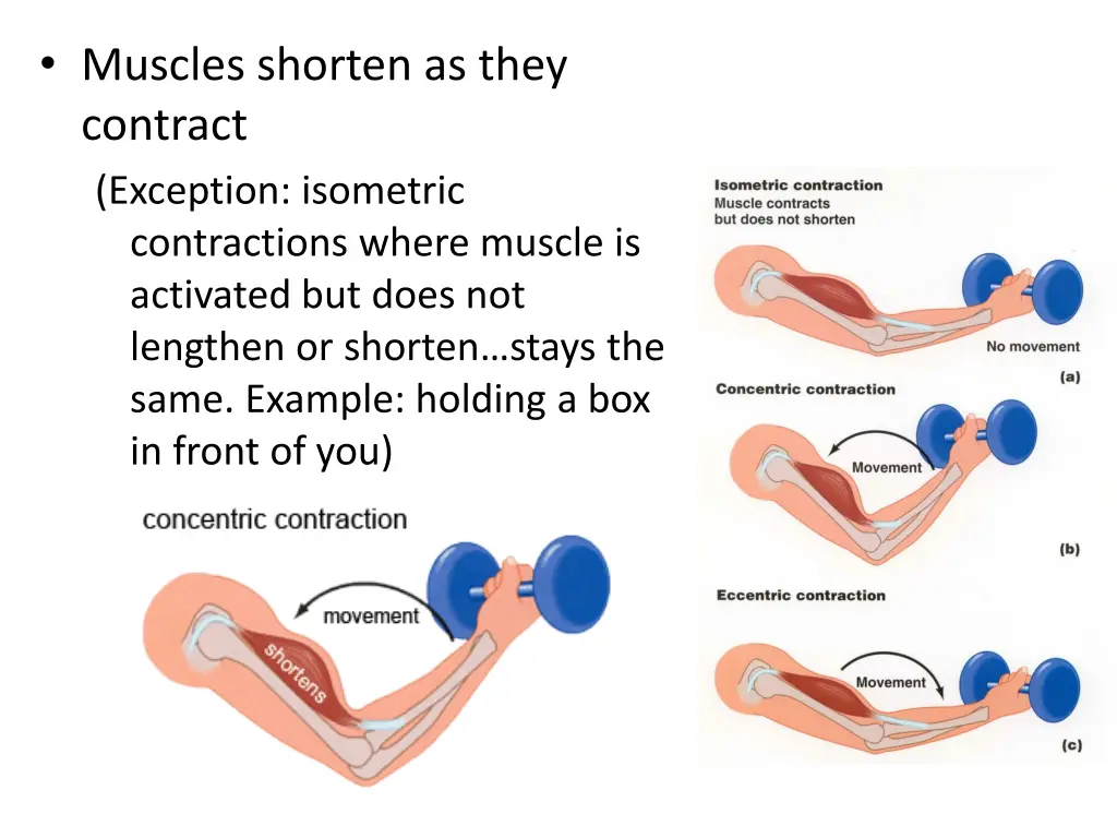 muscles shorten as they contract exception