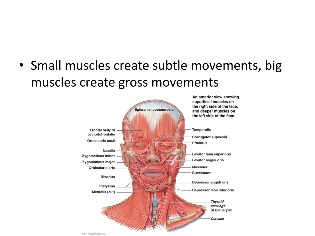 small muscles create subtle movements big muscles
