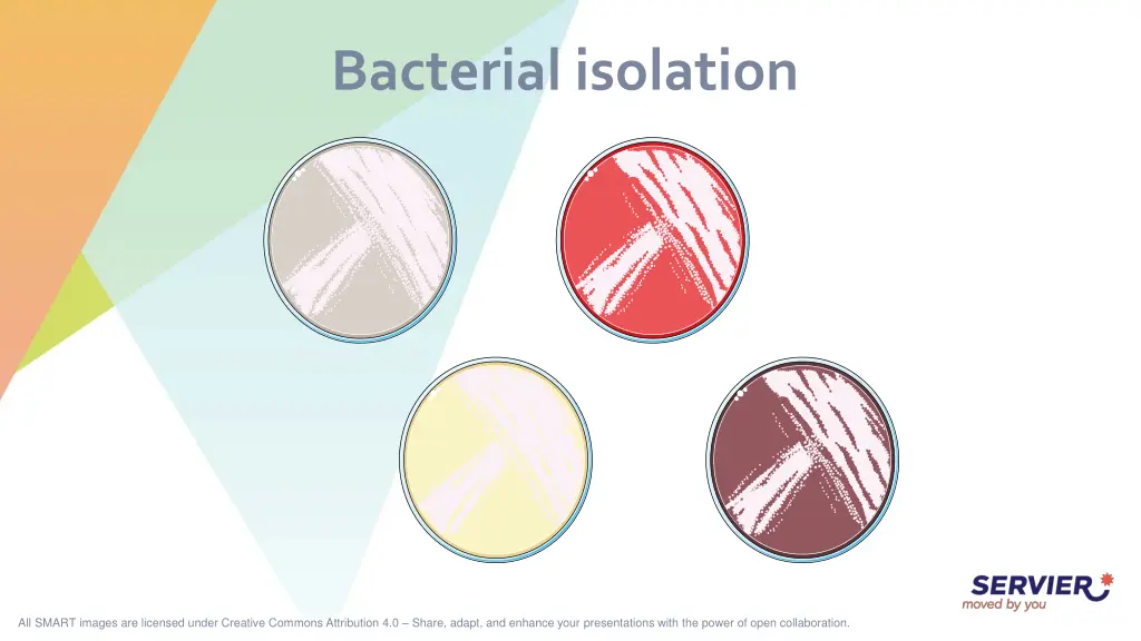 bacterial isolation