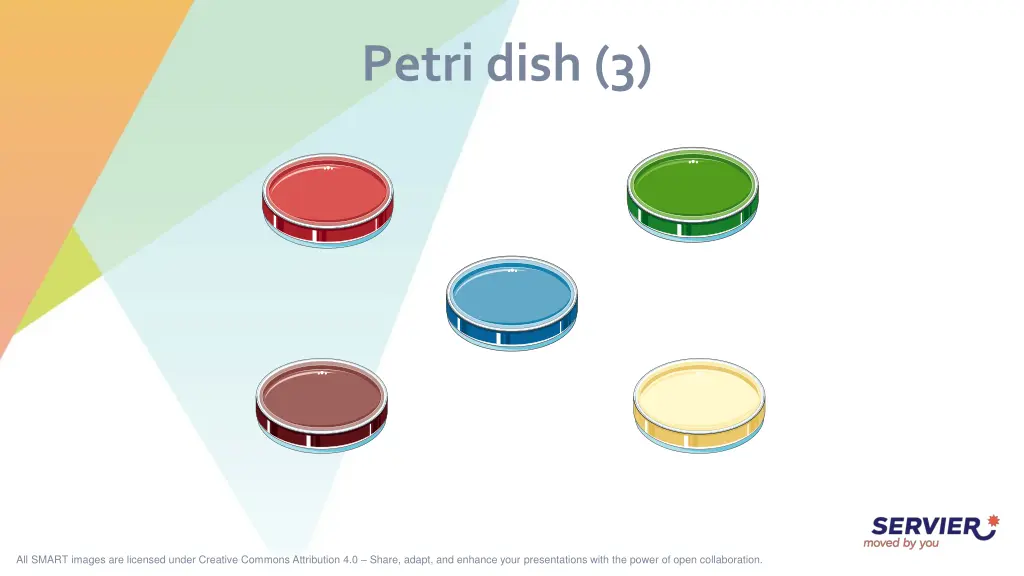 petri dish 3