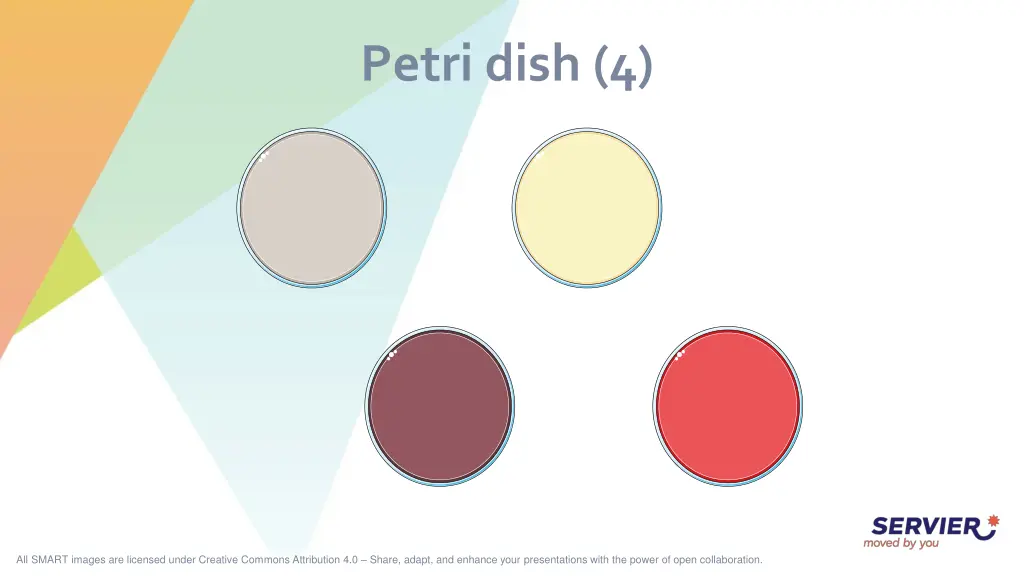 petri dish 4