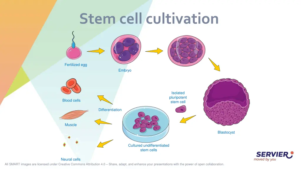 stem cell cultivation