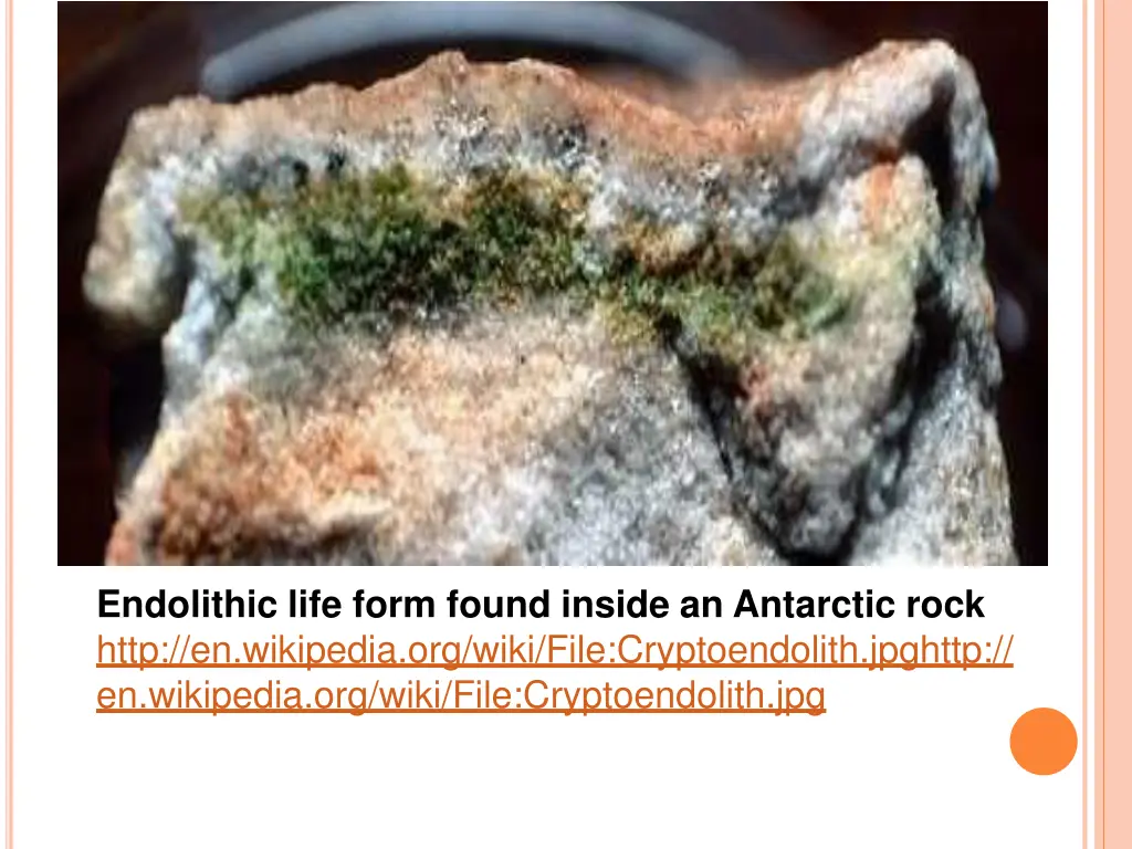endolithic life form found inside an antarctic