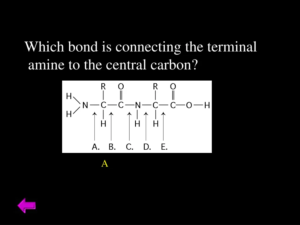which bond is connecting the terminal amine