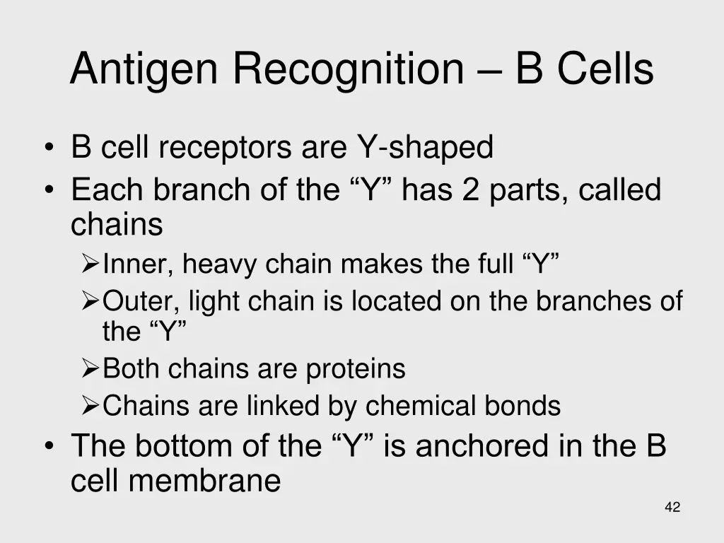antigen recognition b cells