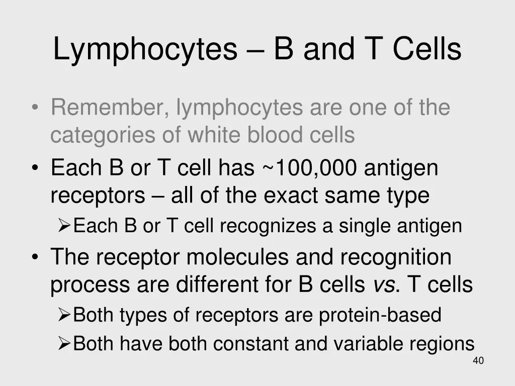 lymphocytes b and t cells 1