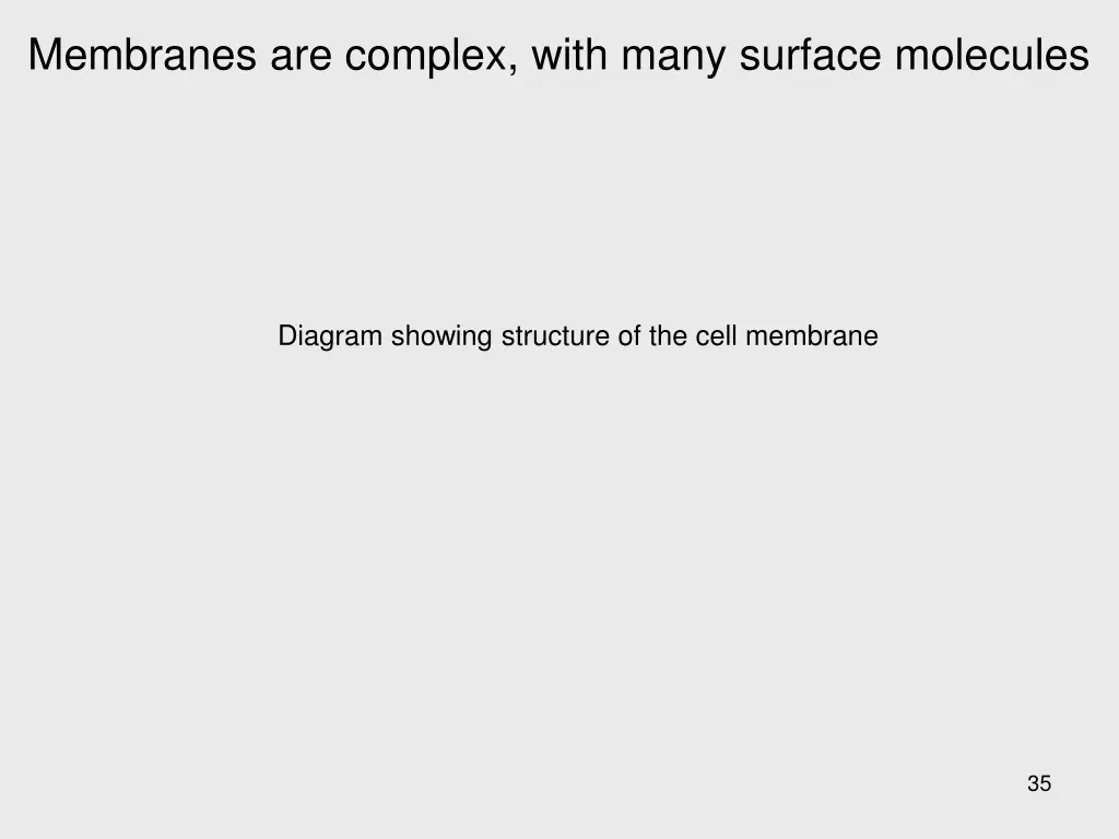 membranes are complex with many surface molecules