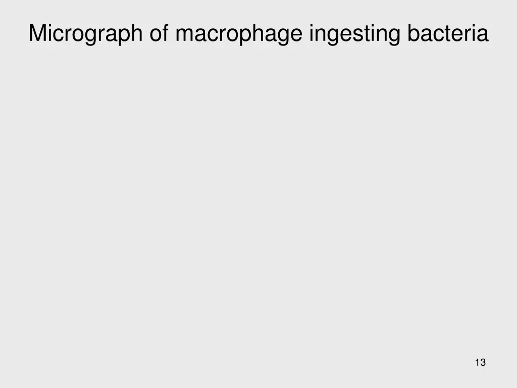 micrograph of macrophage ingesting bacteria