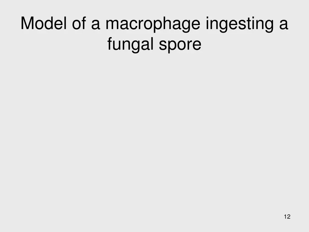 model of a macrophage ingesting a fungal spore