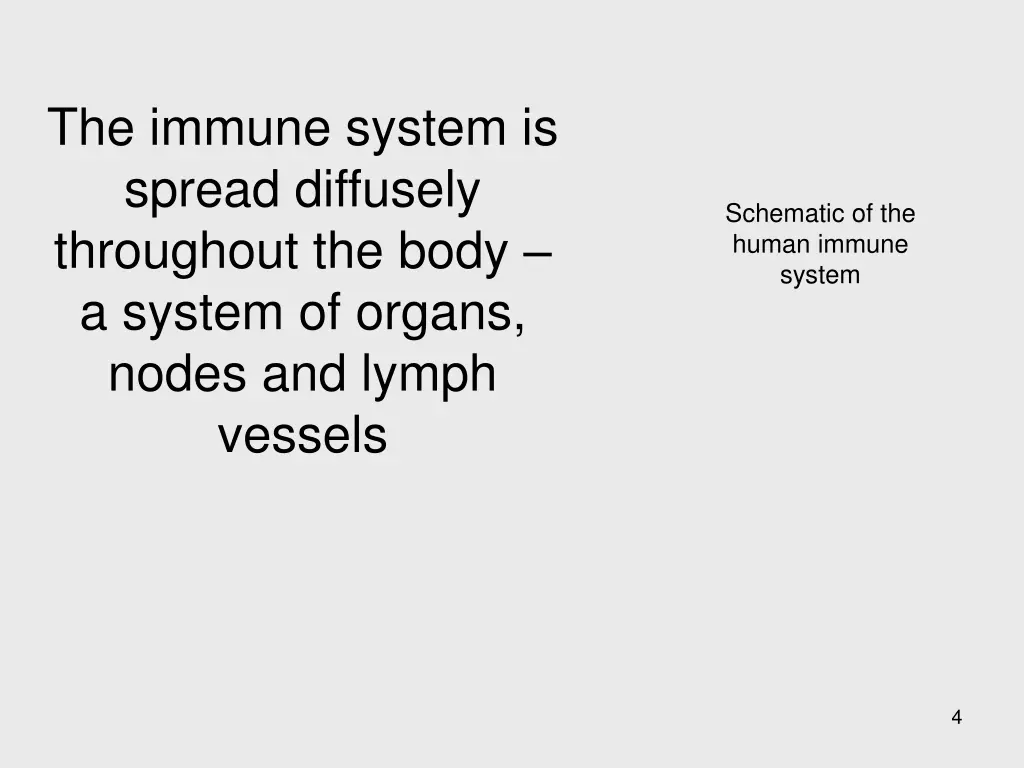 the immune system is spread diffusely throughout