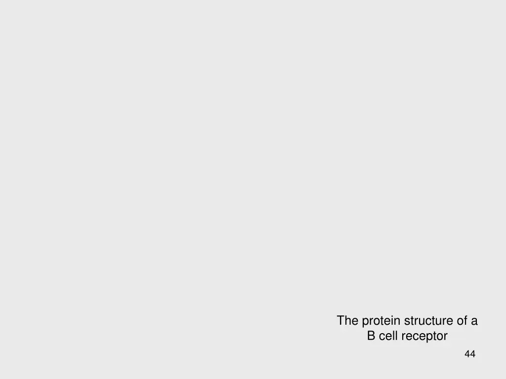 the protein structure of a b cell receptor