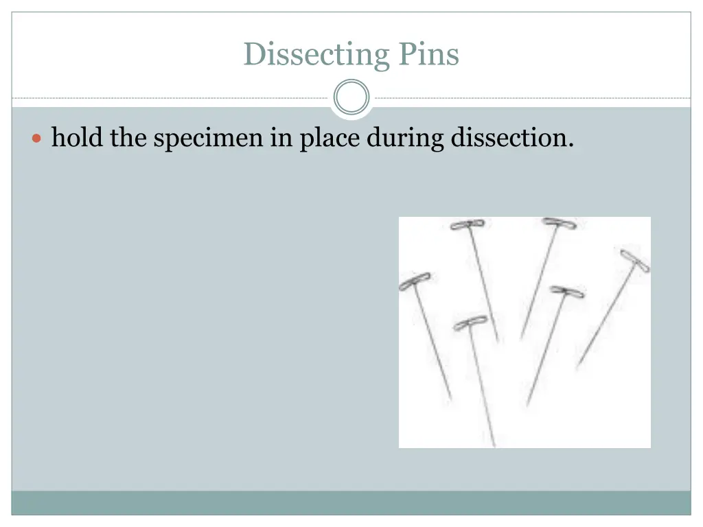 dissecting pins