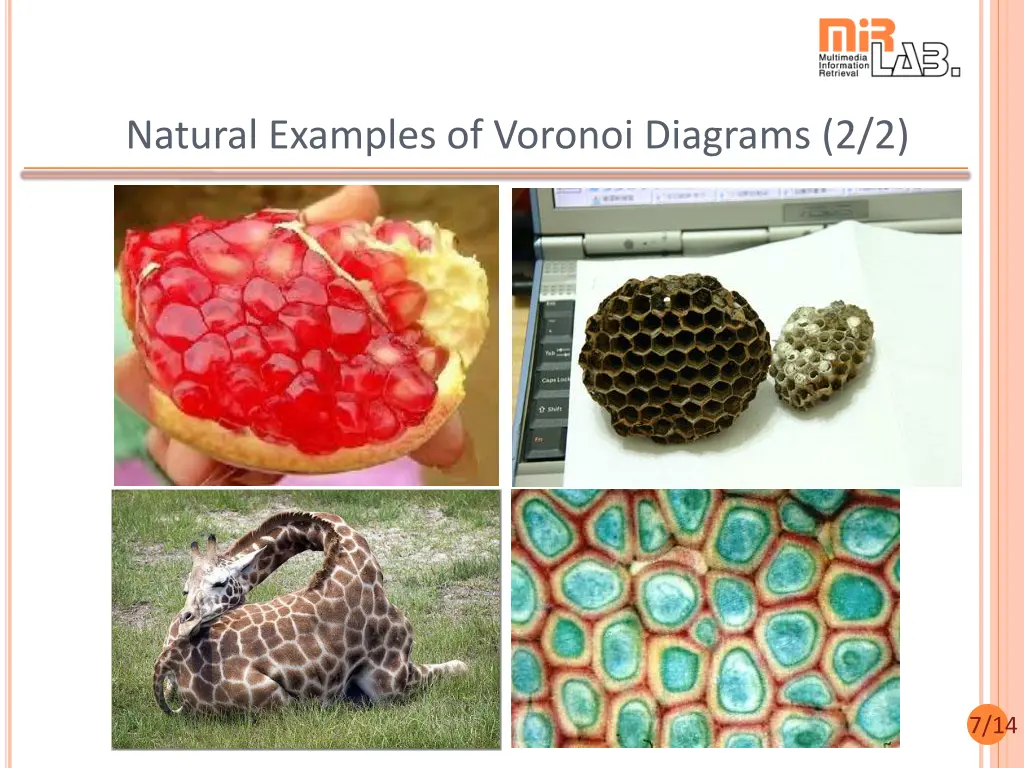 natural examples of voronoi diagrams 2 2