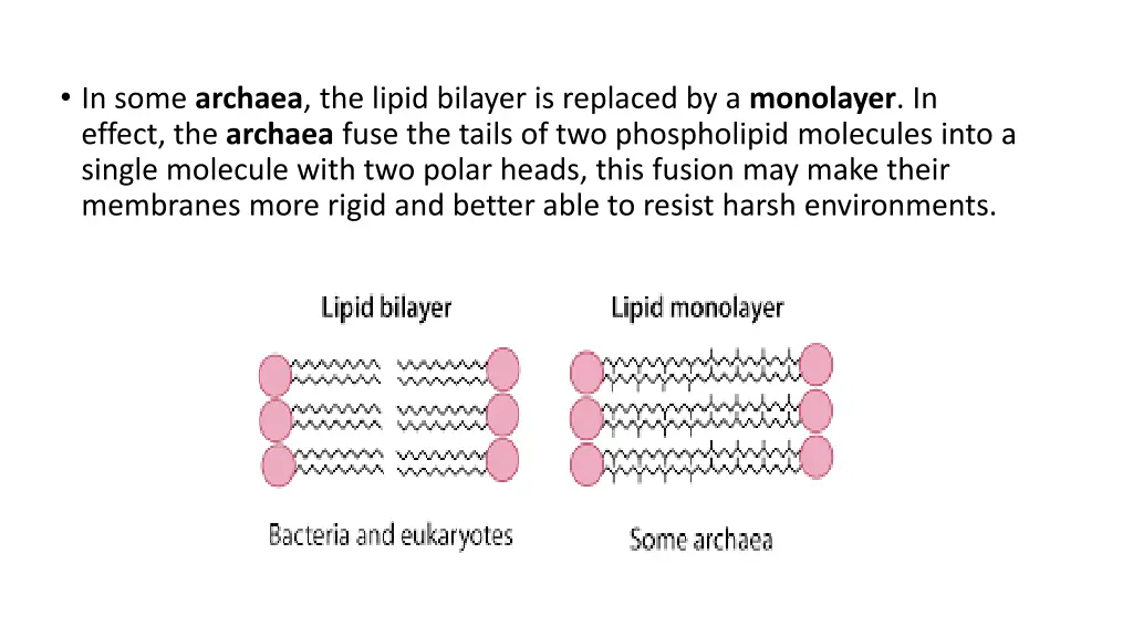in some archaea the lipid bilayer is replaced