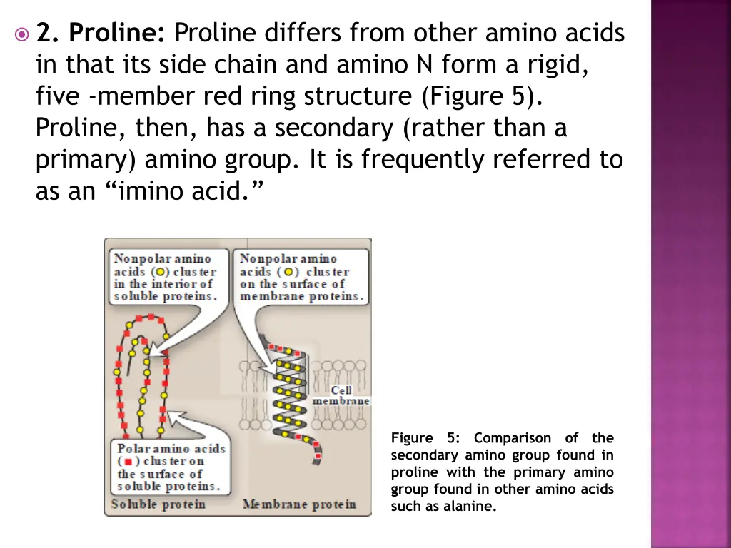 2 proline proline differs from other amino acids 1