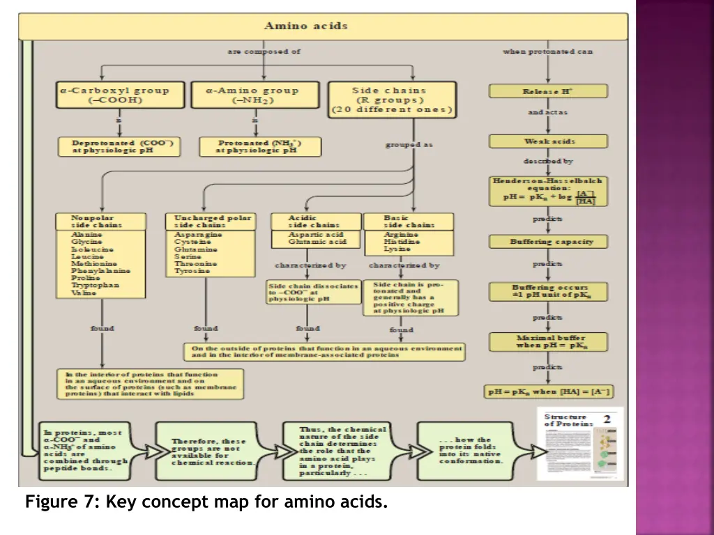 figure 7 key concept map for amino acids