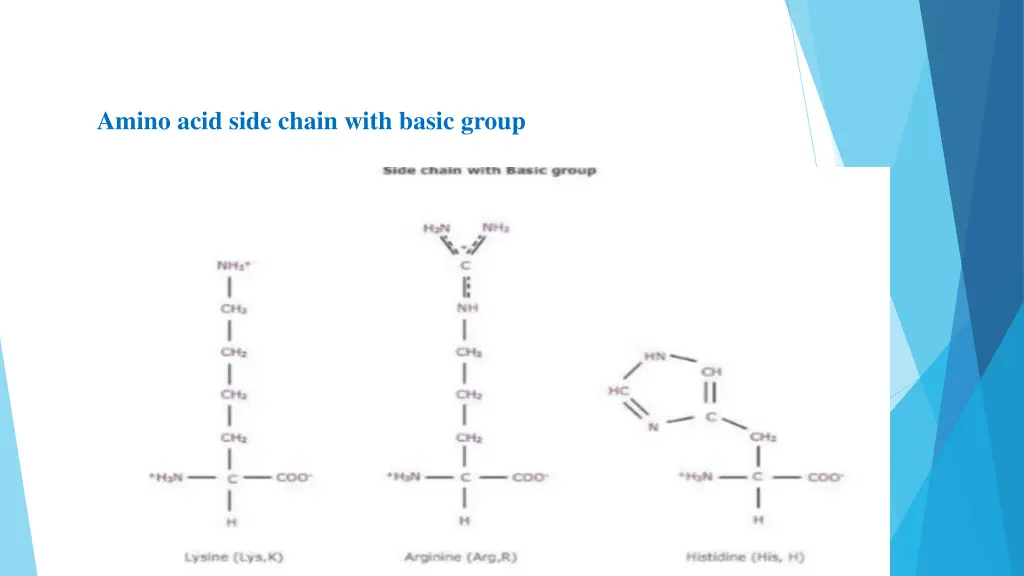 amino acid side chain with basic group