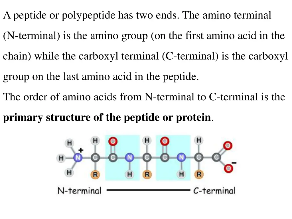 a peptide or polypeptide has two ends the amino