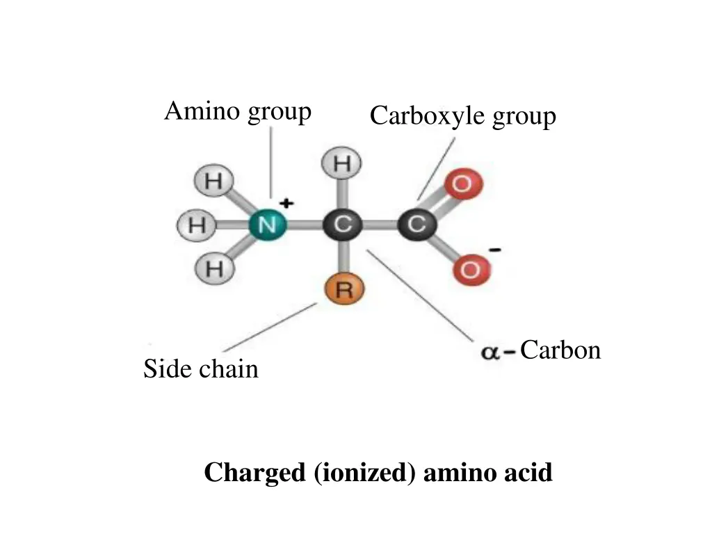 amino group 1