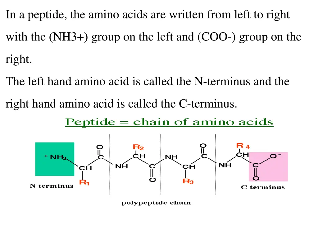 in a peptide the amino acids are written from