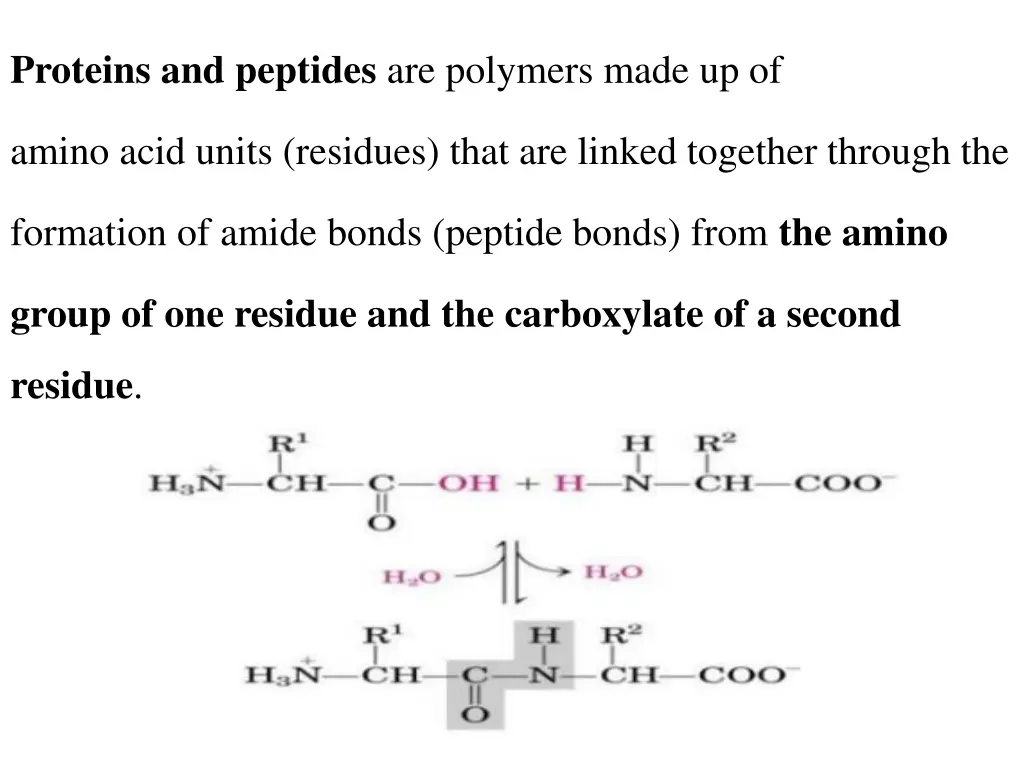 proteins and peptides are polymers made up of