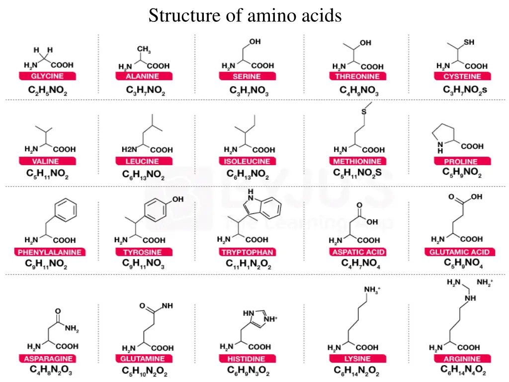 structure of amino acids